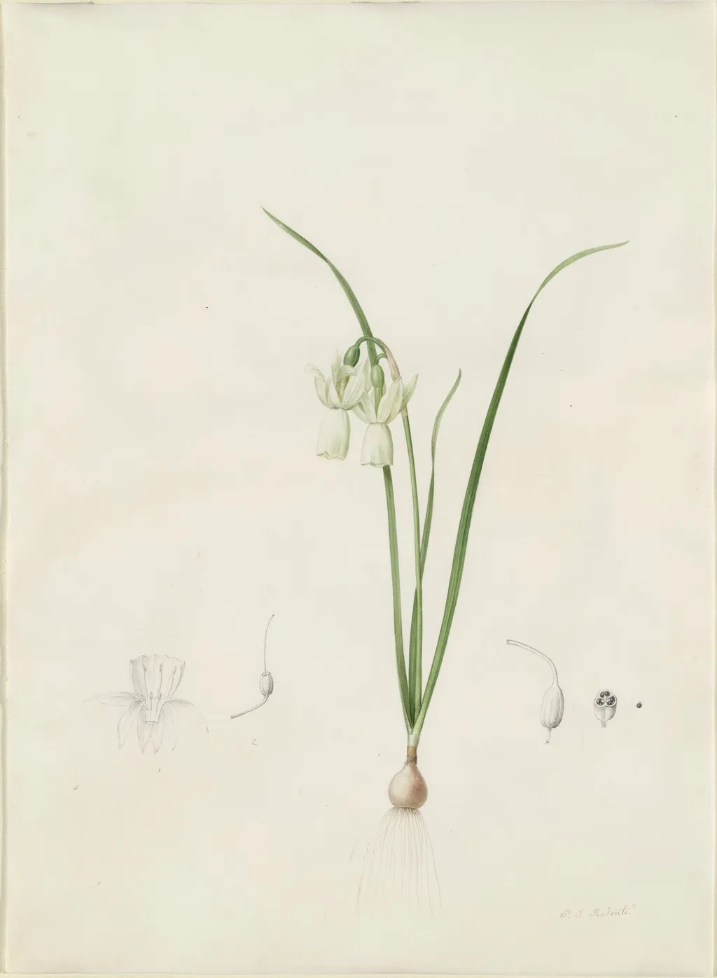 Narcissus calathinus, by Pierre Joseph Redouté, watercolor, 1809