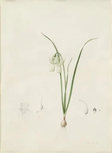 Narcissus calathinus