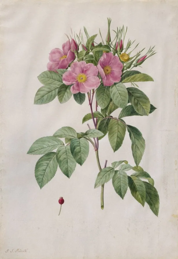 Pasture Rose (Rosa Carolina Corymbosa), by Pierre Joseph Redouté, 1820