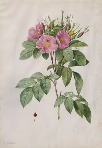 Pasture Rose (Rosa Carolina Corymbosa), by Pierre Joseph Redouté
