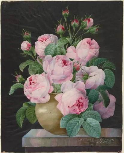 Pink Roses in a Vase, by Pierre Joseph Redouté