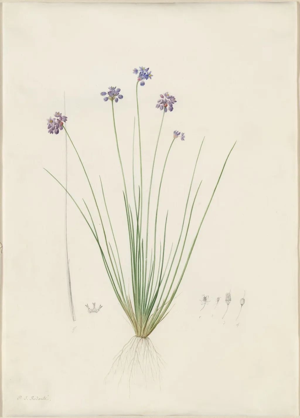 Sowerbaea juncea, by Pierre Joseph Redouté, watercolor, 1809