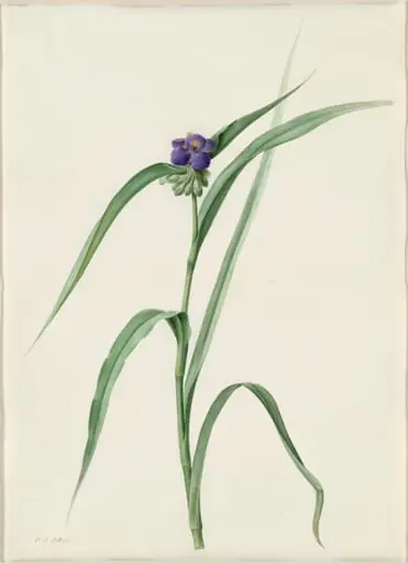 Tradescantia virginica, by Pierre Joseph Redouté