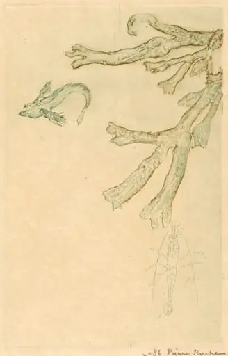 Marine Algae (Algues marines), by Pierre Roche