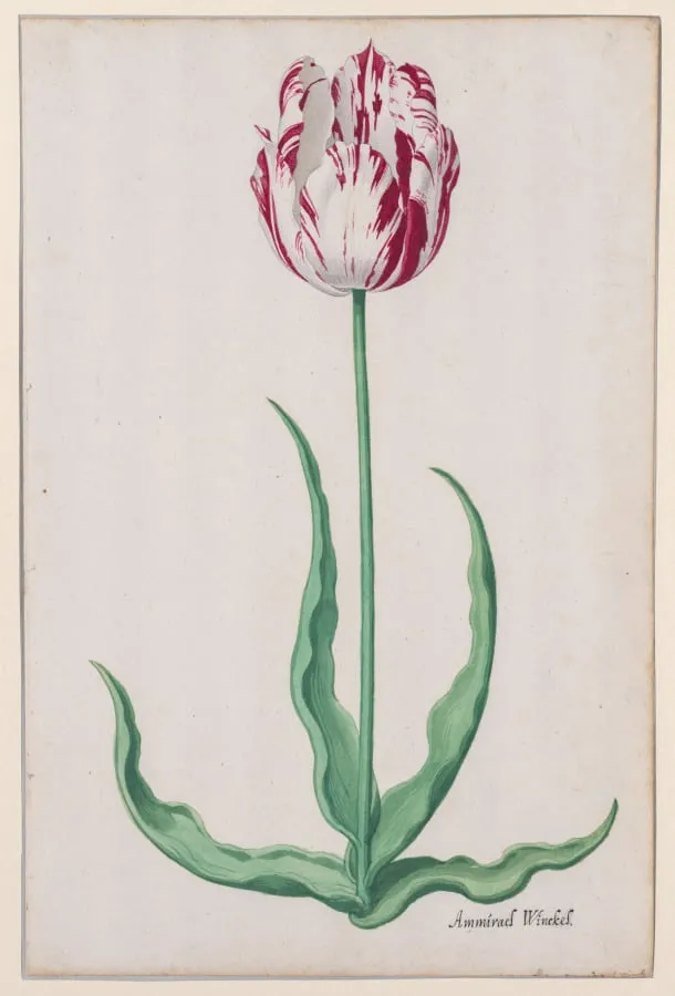 Study of a Tulip (Ammirael Winckel), by Pieter Holsteyn II, 1645