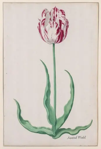 Study of a Tulip (Ammirael Winckel), by Pieter Holsteyn II