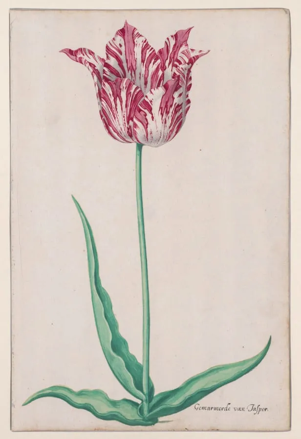 Study of a Tulip (Gemarmerde van Jasper), by Pieter Holsteyn II, 1645
