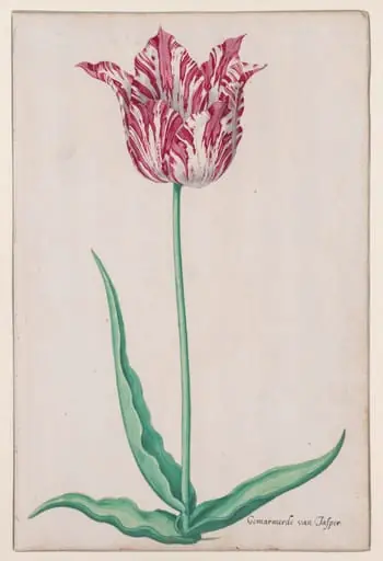 Study of a Tulip (Gemarmerde van Jasper), by Pieter Holsteyn II