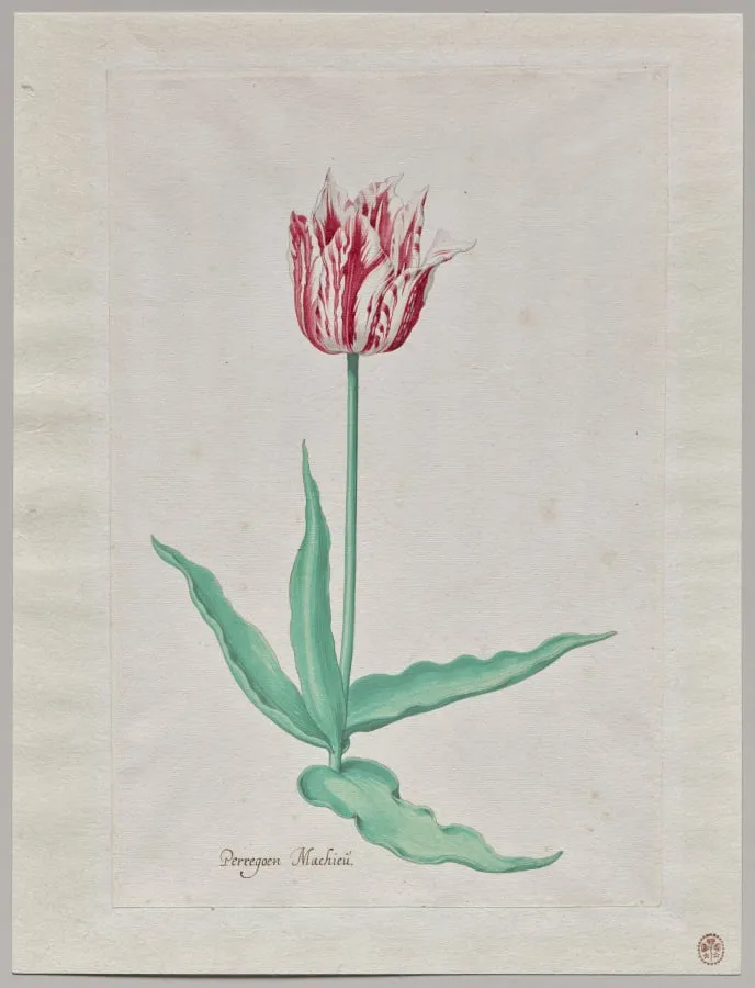 Study of a Tulip (Perregoen Machieu), by Pieter Holsteyn II, 1645