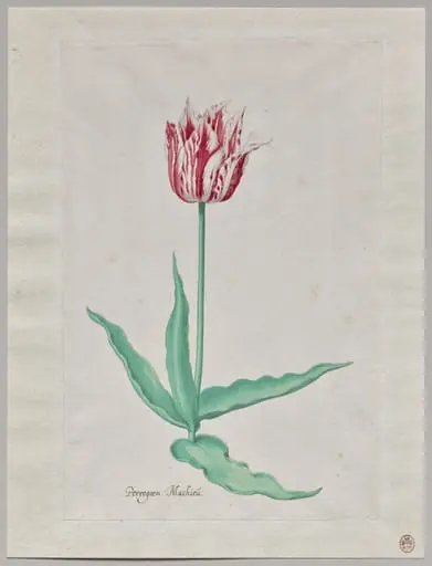 Study of a Tulip (Perregoen Machieu)