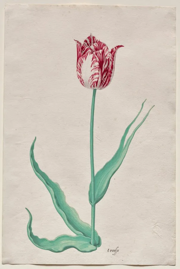 Study of a Tulip ('t roosje), by Pieter Holsteyn II, 1645
