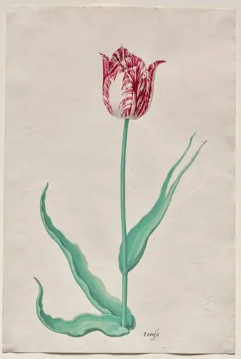 Study of a Tulip ('t roosje), by Pieter Holsteyn II