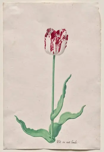 Study of a Tulip (Wit en root boode), by Pieter Holsteyn II