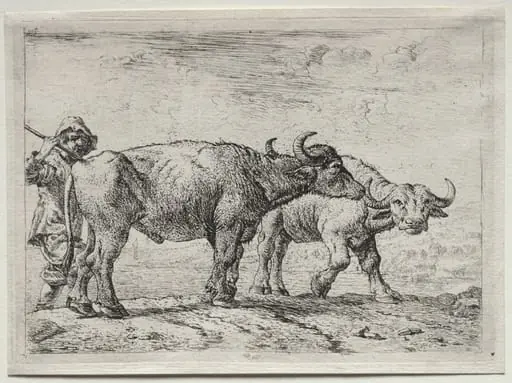 The Two Buffaloes, by Pieter van Laer