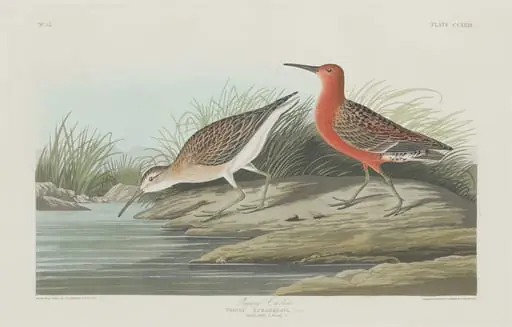 Pigmy Curlew