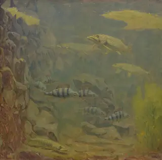 Pike and Perch in an Aquarium