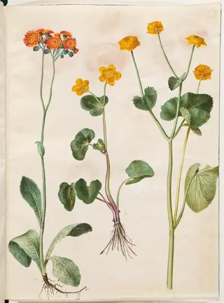 Pilosella aurantiaca (pomerans-høgeurt); Caltha palustris (eng-kabbeleje)