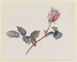 Pink rosebud with leaves