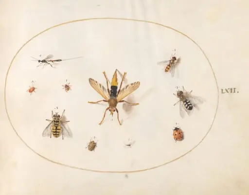 Plate 62: Ten Insects