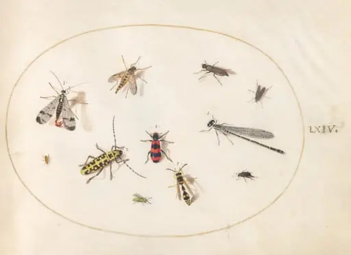 Plate 64: Eleven Insects, Including a Dragonfly and Longhorn Beetle