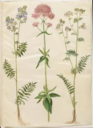 Polemonium caeruleum (almindelig jakobsstige); Centranthus ruber (rød sporebaldrian), 1654