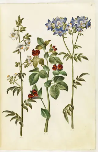 Polemonium caeruleum (almindelig jakobsstige); Lotus tetragonolobus (aspargesært)