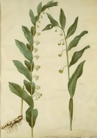 Polygonatum multiflorum (stor konval); Polygonatum odoratum (kantet konval)