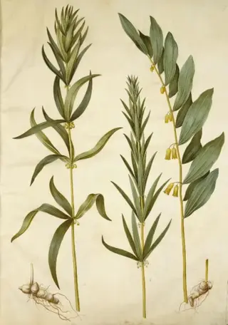 Polygonatum verticillatum (krans-konval); Polygonatum multiflorum (stor konval)