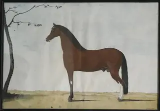 Portræt af en brun hingst med hvid blis og hvide sokker på bagbenene