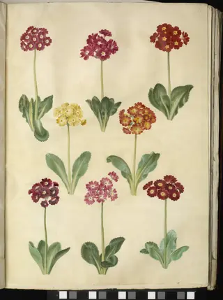 Primula ×pubescens (have-aurikel)
