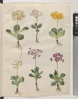 Primula ×pubescens Wulfen (have-aurikel), 1654