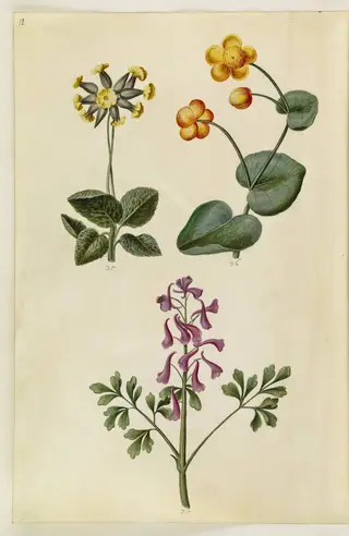 Primula veris (hulkravet kodriver); Caltha palustris (eng-kabbeleje); Corydalis cava (hulrodet lærkespore)