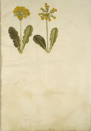 Primula veris (hybrid af hulkravet kodriver); Primula veris (hulkravet kodriver), 1654
