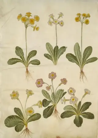 Primula veris (hybrid af hulkravet kodriver); Primula vulgaris (hybrid af storblomstret kodriver)