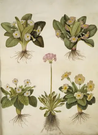 Primula vulgaris (hybrid af storblomstret kodriver); Primula farinosa (melet kodriver)
