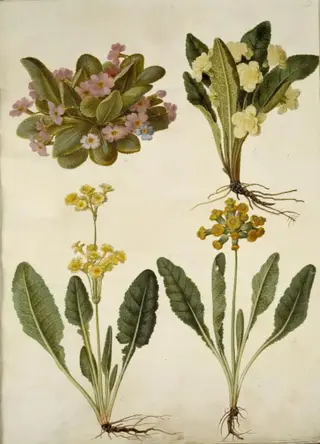 Primula vulgaris (karnevals-kodriver); Primula vulgaris (hybrid af storblomstret kodriver); Primula veris (hybrid af hulkravet kodriver)