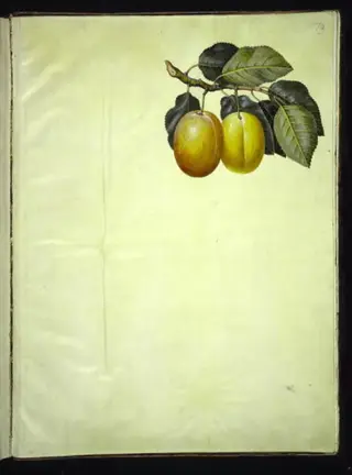 Prunus domestica (blomme), 1654