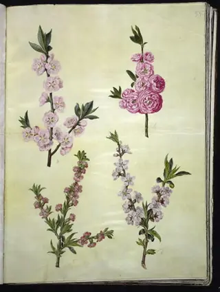 Prunus dulcis (mandel); Prunus persica (fersken), 1654