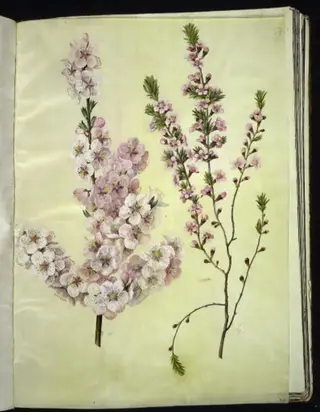 Prunus dulcis (mandel); Prunus tenella (dværg-mandel), 1654