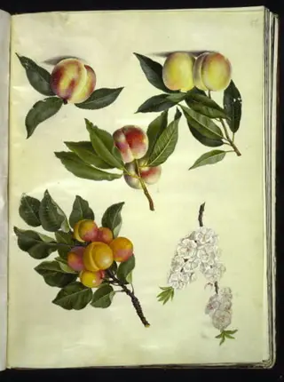 Prunus persica (fersken); Prunus armeniaca (almindelig abrikos)
