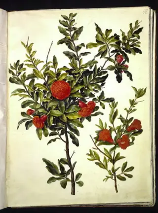 Punica granatum (granatæble), 1654