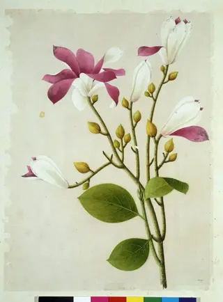 Purple Magnolia, 1800