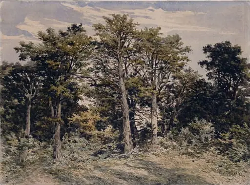 Study of trees, by Pyne