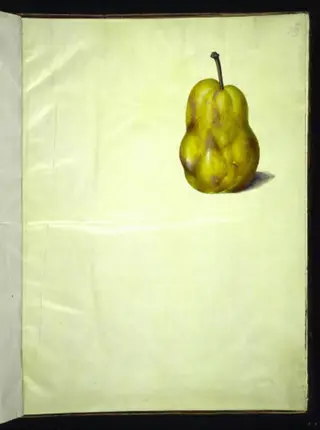 Pyrus communis (almindelig pære)