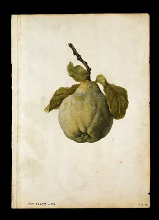 Quince; Apple