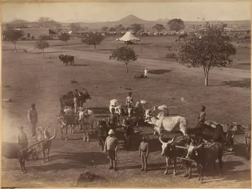 Bullocks of Elephant Battery, Jhansi, by Raja Deen Dayal