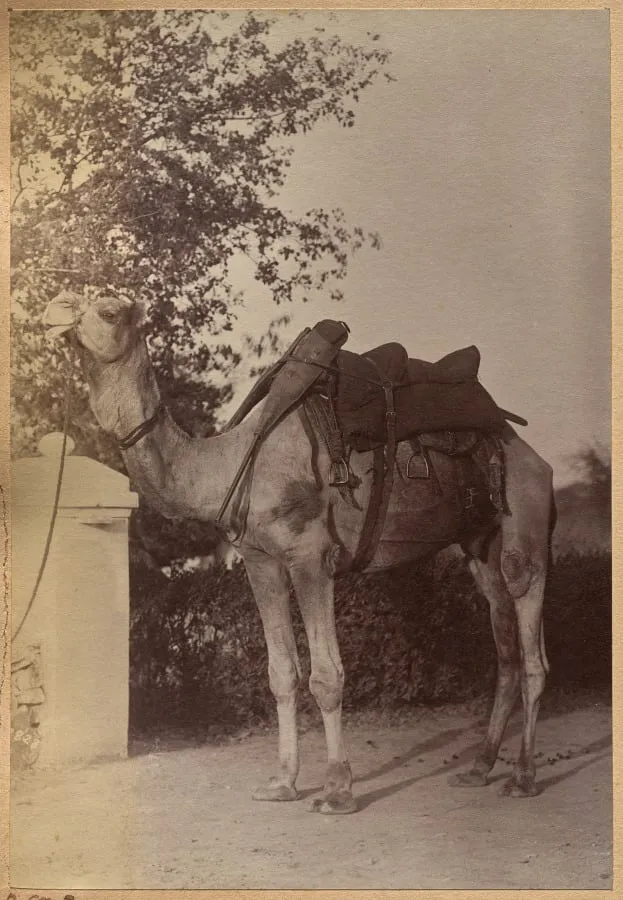 Captain Bailward's camel (verso, left), by Raja Deen Dayal, 1884