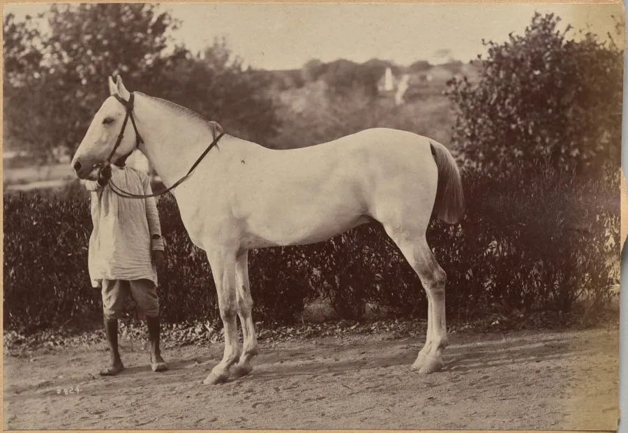 Captain Bailward's horse, Jhansi (verso, right), by Raja Deen Dayal, 1884