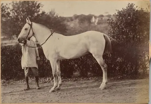 Captain Bailward's horse, Jhansi (verso, right), by Raja Deen Dayal