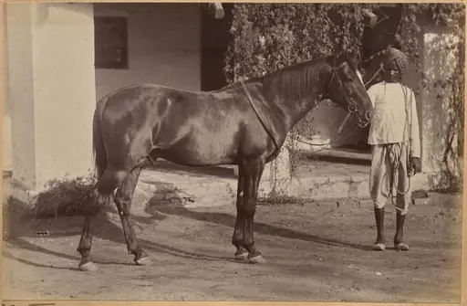 Captain Bailward's horses (recto, bottom), by Raja Deen Dayal